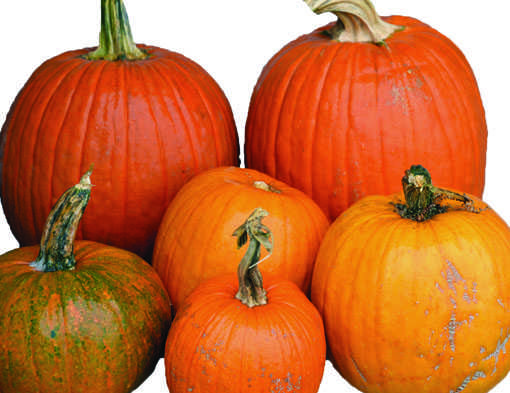 The incredible, edible pumpkin